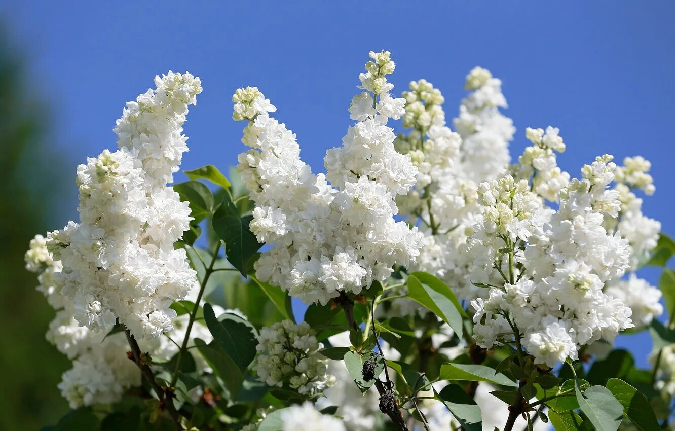 Видеть во сне сирень цветущую. Видеть во сне сирень цветущую