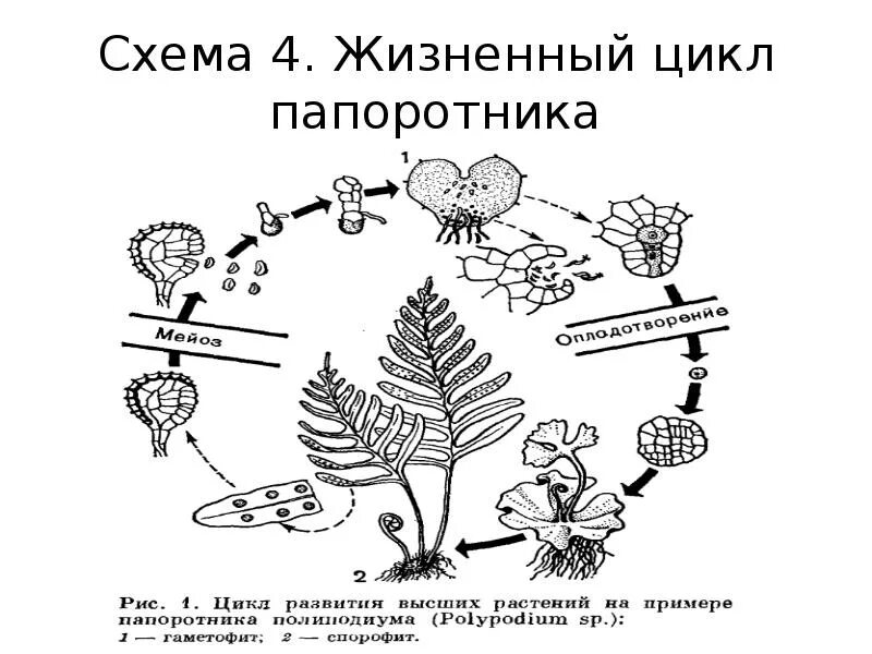 На рисунке представлен жизненный цикл развития папоротника. Жизненный цикл папоротника схема. жизненный цикл папоротника схема егэ. цикл развития папоротника схема. папоротник щитовник схема жизненного цикла.