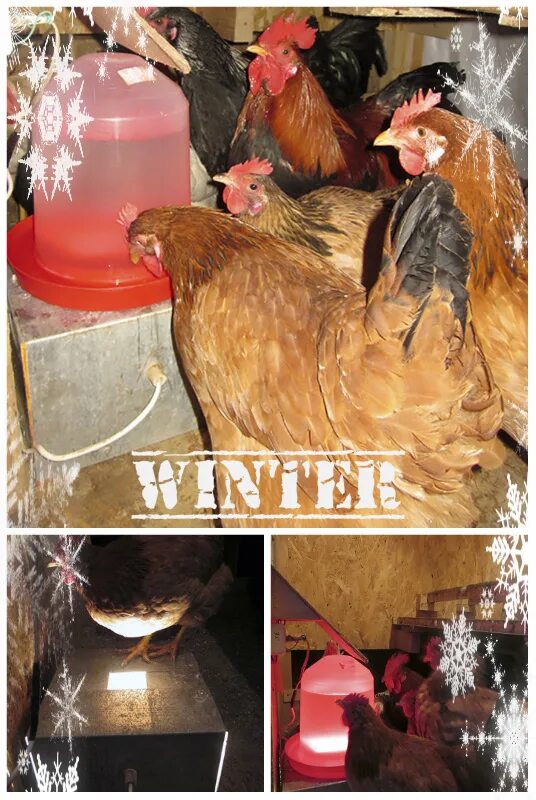 поилки для кур несушек. вода курам несушкам. кормление кур. куры пьют. кормушка для куриц.