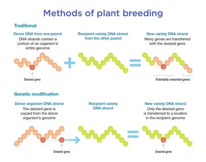 Plant gene