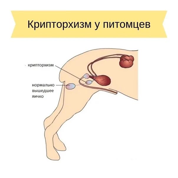 Как выглядят яички после удаления Варикоцеле у мужчин: причины, стадии, диагностика, профилактика и лечение