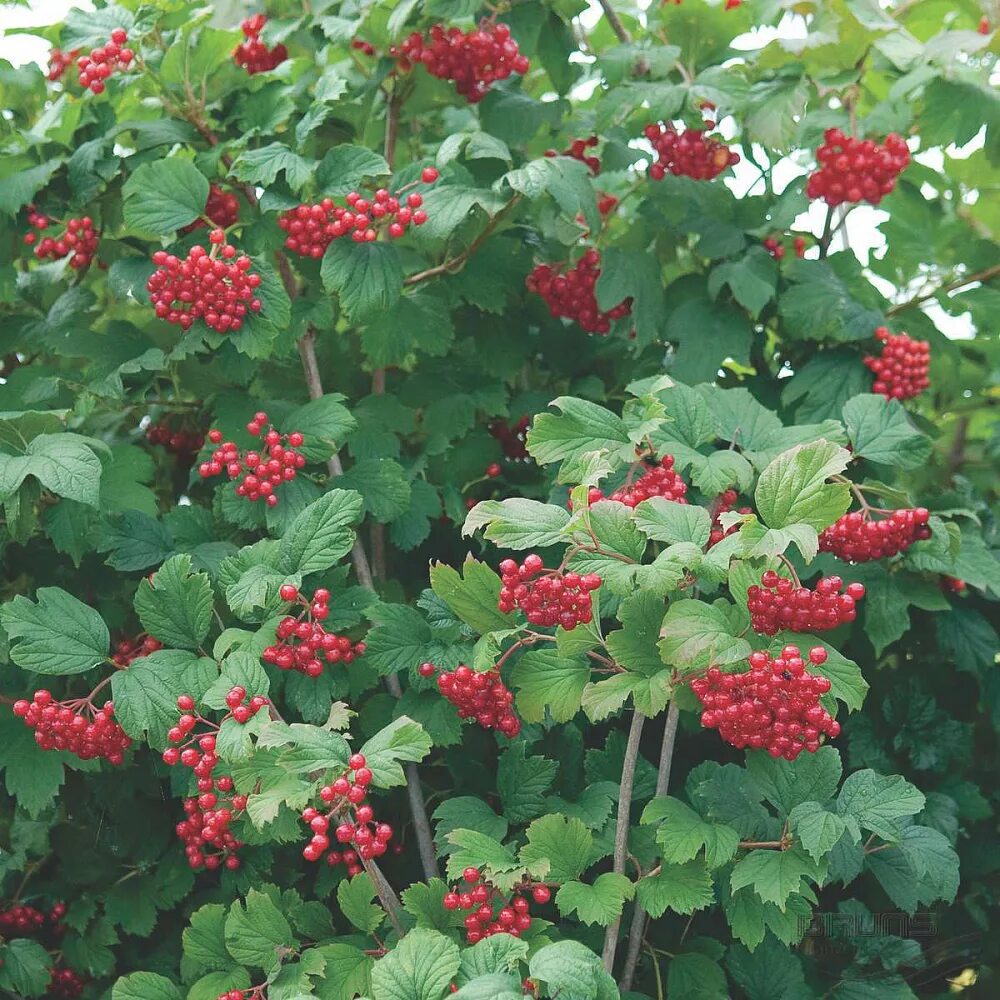 калина обыкновенная кустарник. калина обыкновенная куст. калина обыкновенная куст. калина (viburnum). калина (viburnum).