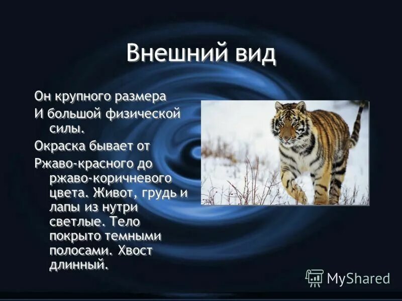 Внешний вид Амурского тигра. Амурский тигр внешний вид. Внешний вид амурских тигров.