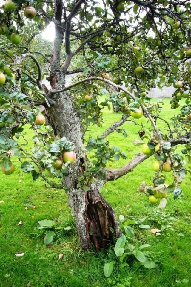 Яблоня в саду. Плодовые деревья для сада. Яблоневое дерево. Старая яблоня.
