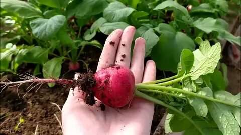 Урожай редиса
