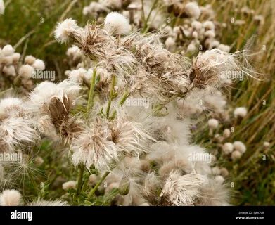 white fluffy milk thistle reed heads swaying in wind; England; UK Stock Pho...
