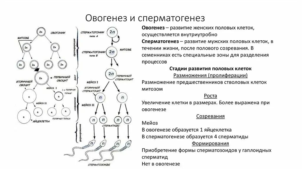 Сперматогенез описание процесса. Таблица стадия фаза сперматогенез овогенез. Этапы сперматогенеза схема. Овогенез схема ЕГЭ. Схема процессов сперматогенеза и овогенеза.