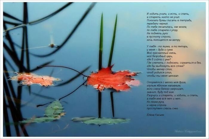 я разный натруженный и праздный стихотворение евтушенко. я разный я натруженный и праздный я о чем этот стих. я праздный я натруженный. жизнь тем и хороша чтоб соответствовать ожиданиям. я разный евгений евтушенко.