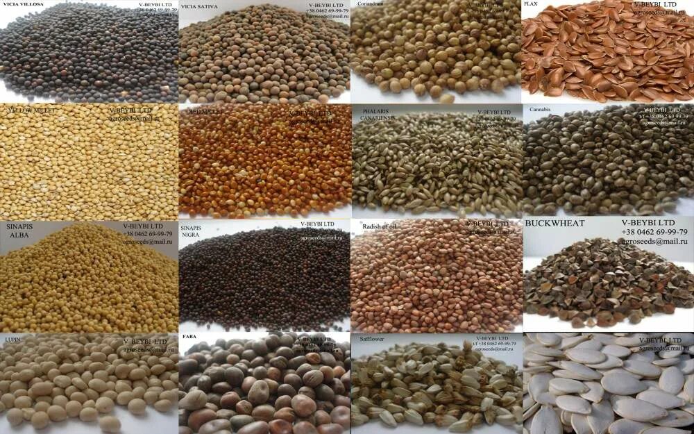 Авито семена трав. Семена кормовых культур. производители семян. семена кормовых трав. семена масличных культур.