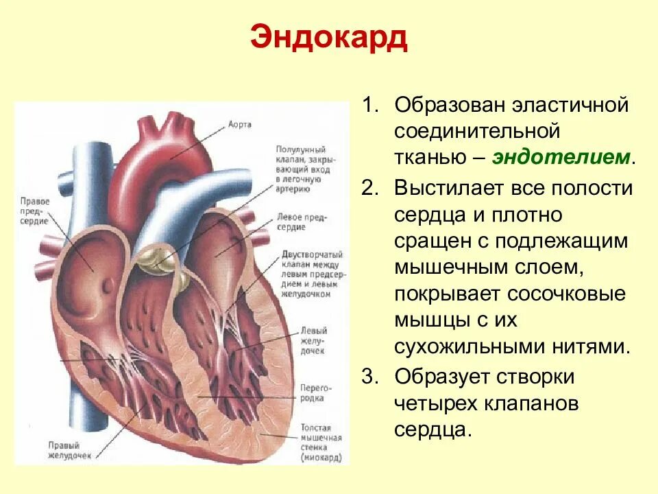 Сердце устройство и работа