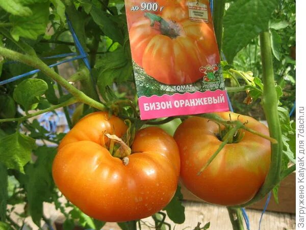 Томат бизон оранжевый отзывы. Томат бизон оранжевый отзывы. Томат бизон оранжевый вкуснотека. Семена помидоров бизон оранжевый. Вкуснотека бизон оранжевый.