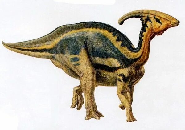 Паразауролоф (Parasaurolophus). Паразауролоф papo. Паразауролоф гребень. Паразауролоф динозавр с гребнем на голове. Динозавр с рогом на голове