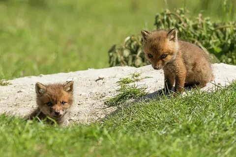 Red cub
