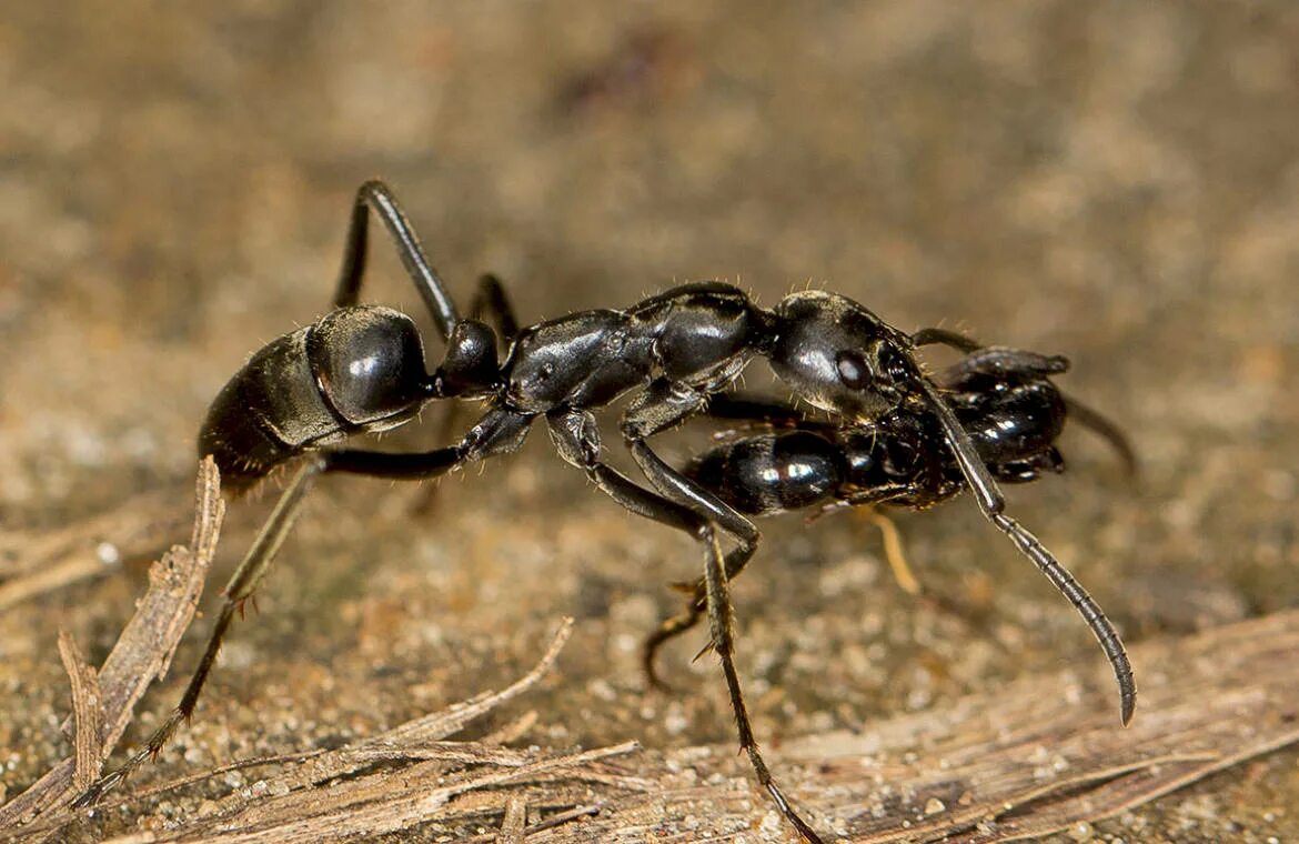 Название армейского муравья. Муравьи матабеле. Муравей Megaponera analis. Муравей матабеле матка.