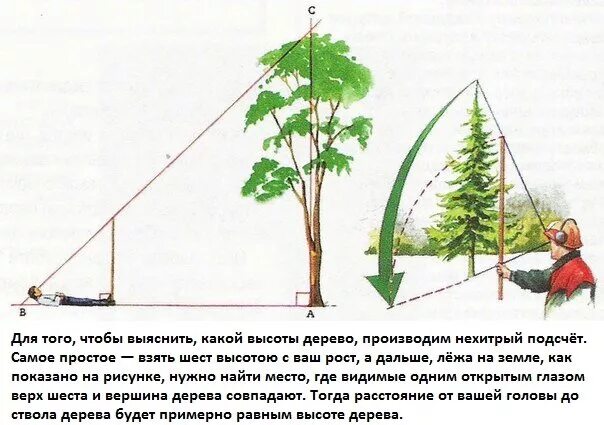 Спил деревьев как правильно. Измерение высоты дерева. Как измерить высоту дерева. Как правильно спилить дерево. Определение высоты дерева.