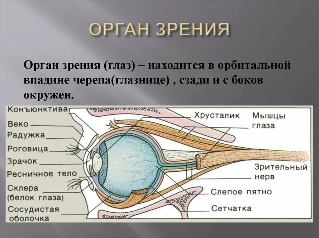 Орган зрения тест 8 класс биология