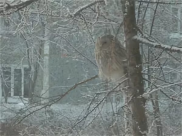 Сова прилетает в полночь читать