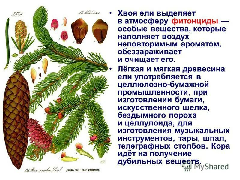 Какой номер у ели. Функции хвои у ели. функция хвоинки ели обыкновенной. форма хвоинки ели. иголки ели функция.
