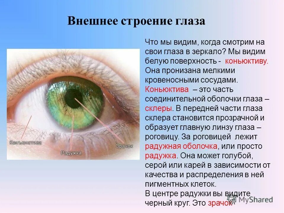 Частью какой системы является глаз. Внешнее строение глаза. внещнеестроение глаза. наружное строение глаза. внешняя часть глаза.