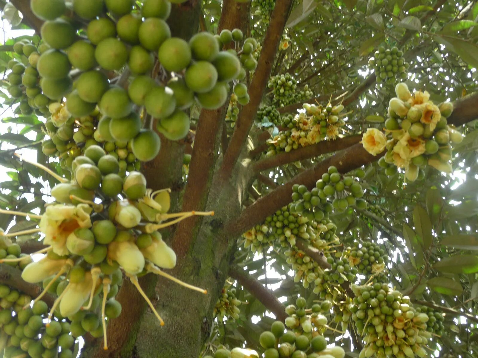 цитрус помело. цветение помело. цветение помело. помело дерево цветет. помело цветок.