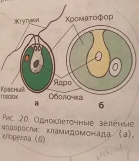 Сравните строение изученных организмов хламидомонады и хлореллы