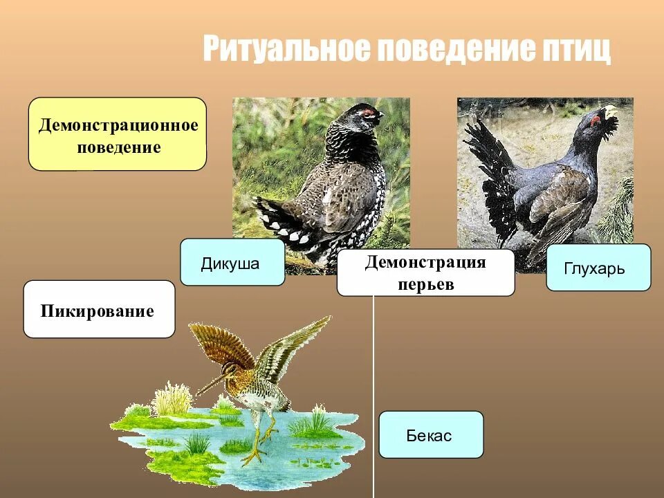 Годовой жизненный цикл птиц 7 класс. Годовой жизненный цикл птиц. Класс птицы. Сезонные явления в жизни птиц. Класс птицы Зоология.