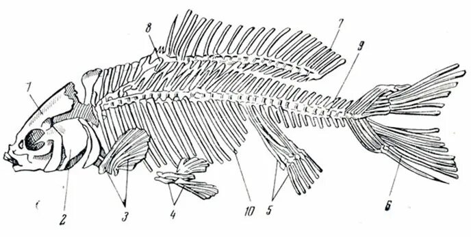 Скелет костистой рыбы. Скелет костной рыбы рис 113. Скелет костной рыбы 7 класс биология. Осевой скелет костных рыб.