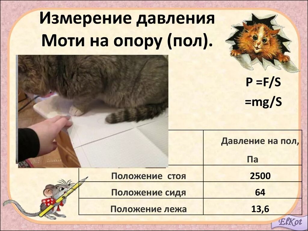 Сердцебиение у котят