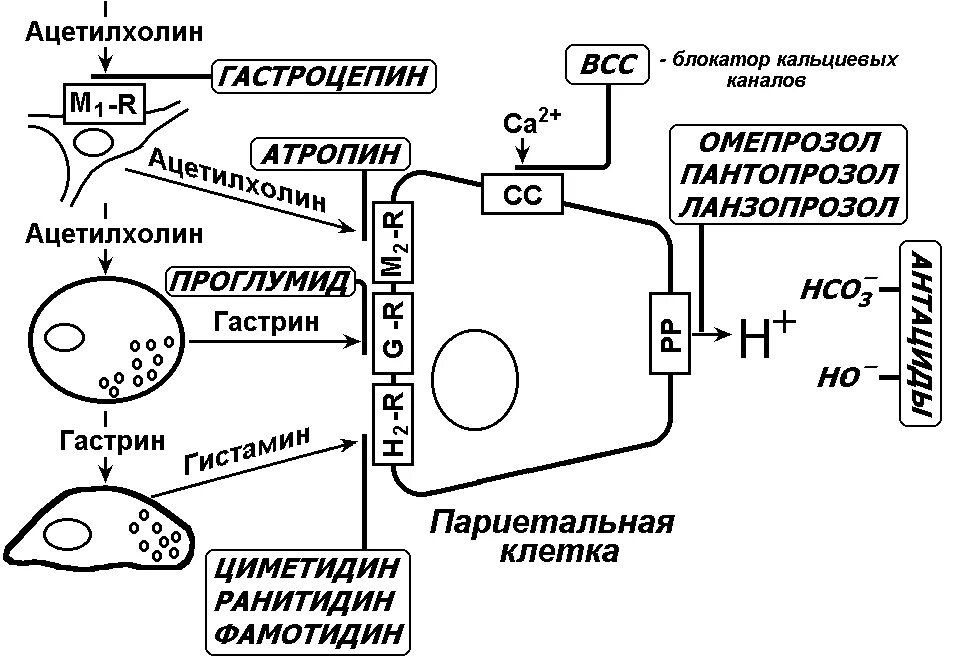 Секреции соляной кислоты. Схема регуляции секреции соляной кислоты. механизм регуляции секреции соляной кислоты. регуляция секреции соляной кислоты париетальной клеткой. механизм секреции соляной кислоты париетальной клетки.
