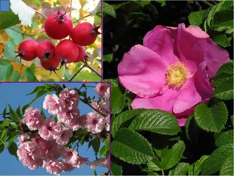 10 покрытосеменных растений. 10 покрытосеменных растений. Однодольные листья. Покрытосеменных цветковых растений. Покрыто семянныерастения.