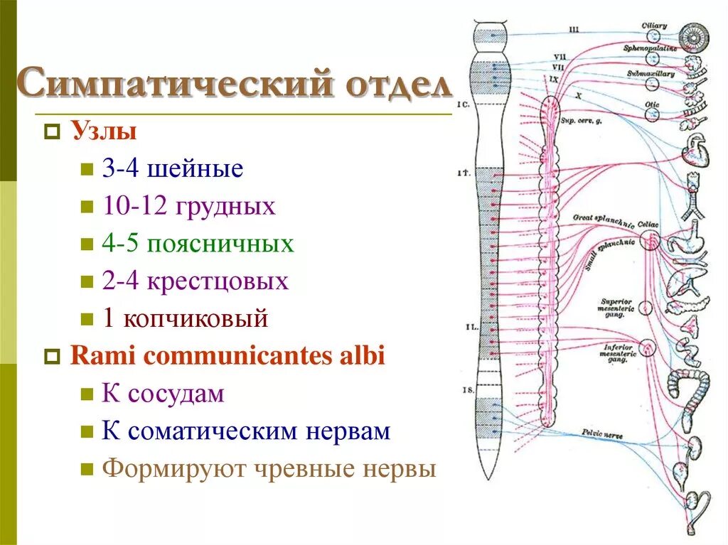 Топография симпатического ствола схема. Грудной отдел симпатической части вегетативной нервной системы. Грудной отдел симпатического ствола схема. Симпатическая нервная система грудной отдел. Промежуточные нервные узлы