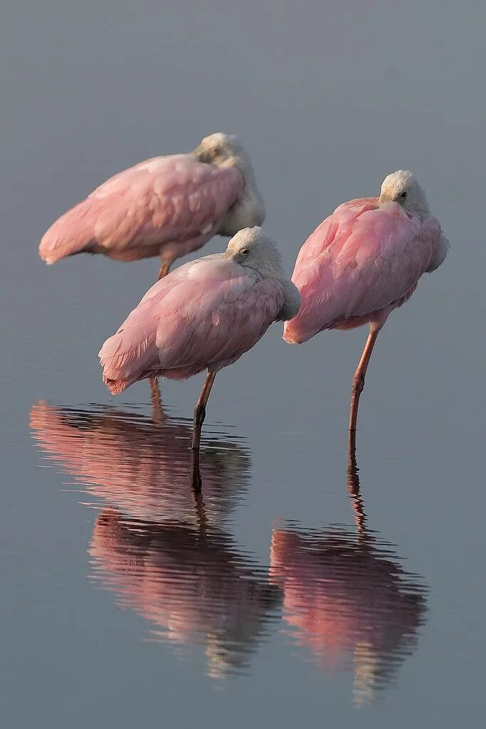 Серо розовая птица. Розовая птица. Птичка розовый. Птицы с розовым оперением. Бледно розовая птица.