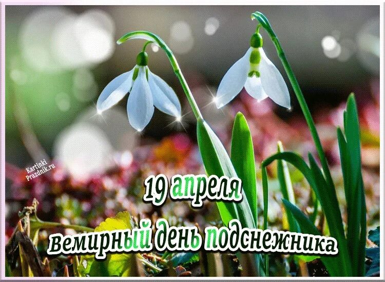 Пост про 19 апреля. День подснежника. 19 апреля день подснежника. с днем подснежника открытки. подснежники с пожеланиями.