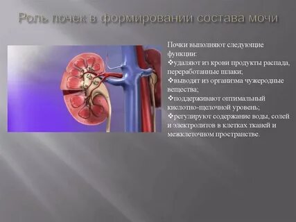 Почему почка называется почкой