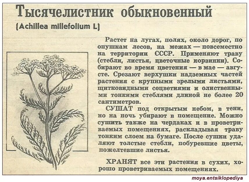 Тысячелистник инструкция по применению для чего. Тысячелистник трава стебель. тысячелистник обыкновенный формула цветка. тысячелистник корень. корень тысячелистника описание.