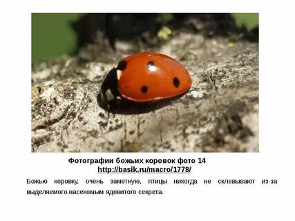 Среда обитания божьей коровки