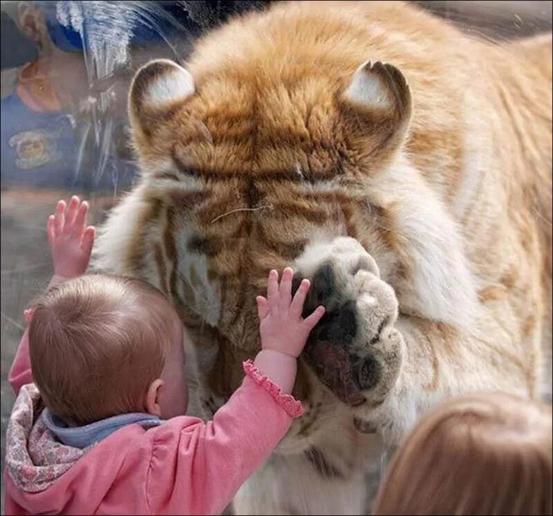 Люди добрые. Милые дети животных. Добрые поступки. Лев и львенок. Объятия животных.