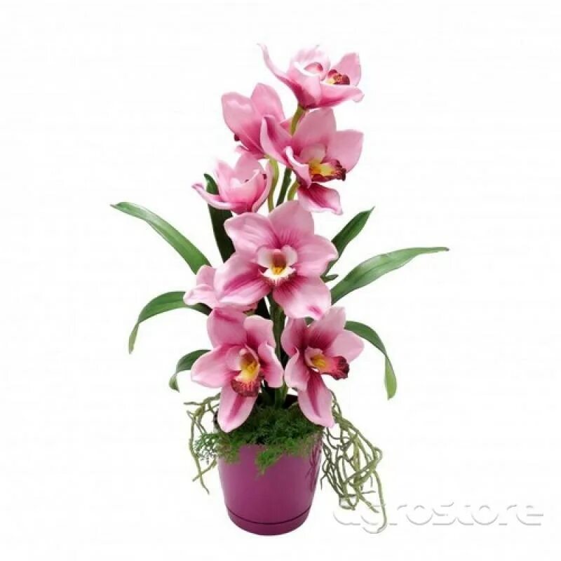 Купить цимбидиум в горшке. Орхидея Цимбидиум. Орхидея Цимбидиум розовая. Орхидея Цимбидиум розовая розовая. Орхидея Цимбидиум в горшке.