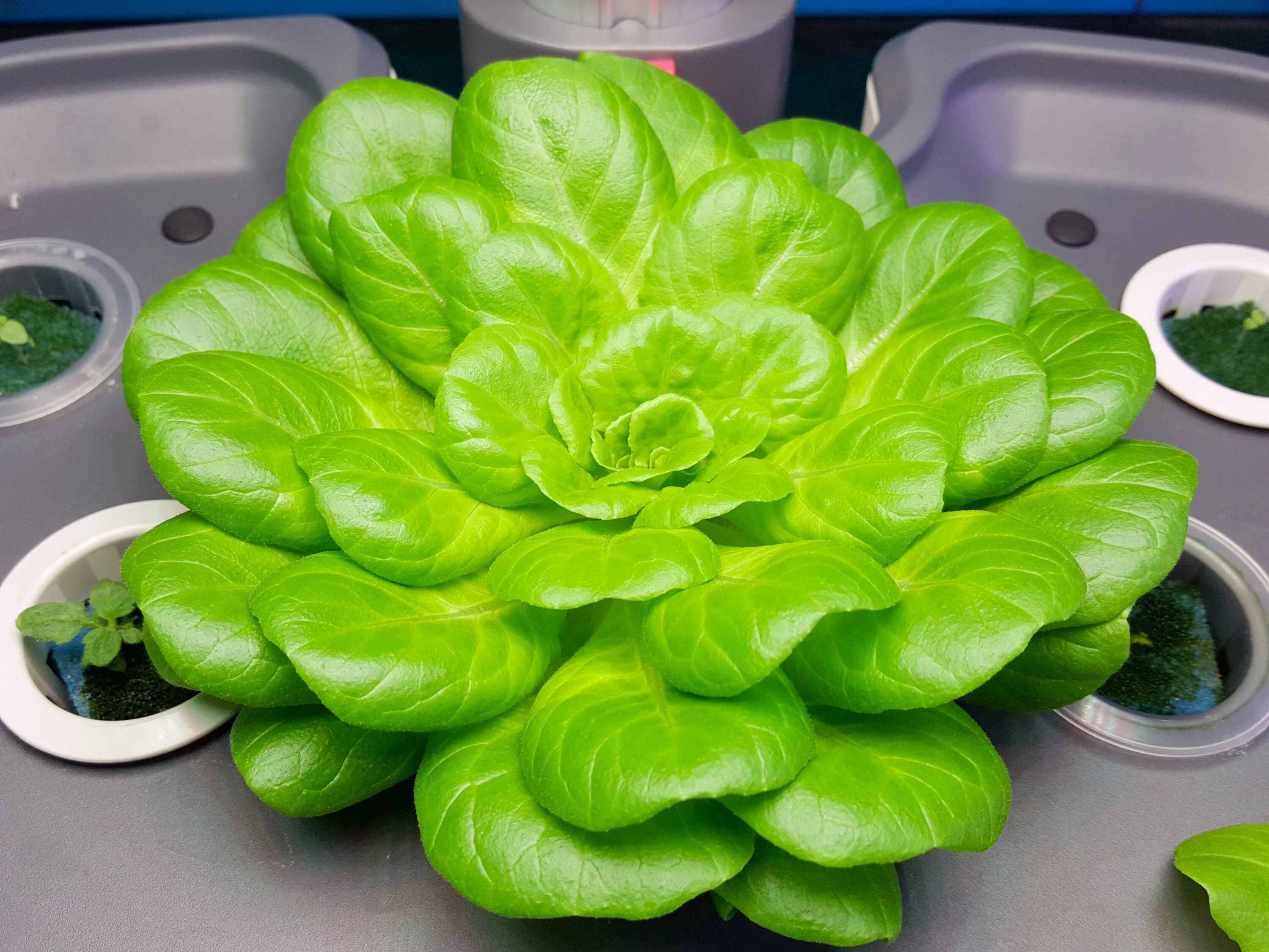 зелень украшения в кафе. чудо диво удивить зелень. ресторан с зеленью. петрушка укроп кинза базилик. зелень для украшения блюд.