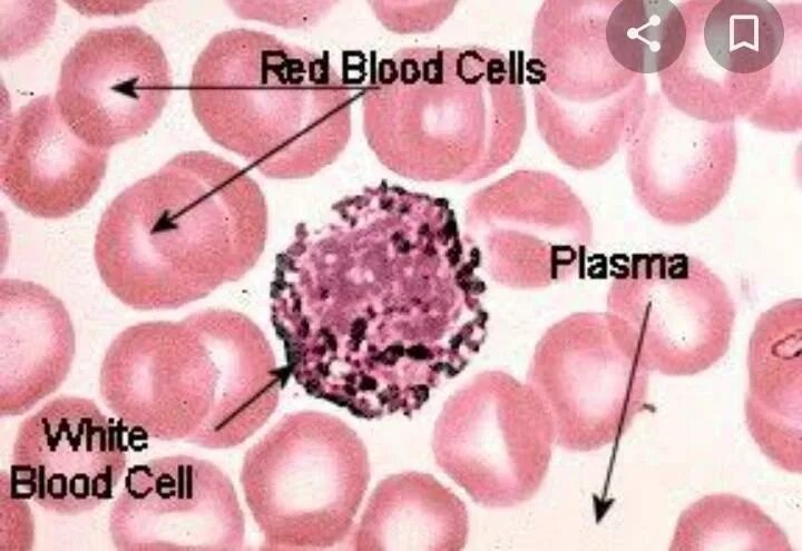 Кровяная ткань под микроскопом. Blood and tissue quiagen kit. Blood tissue. Red blood cells functions. Blood tissue.