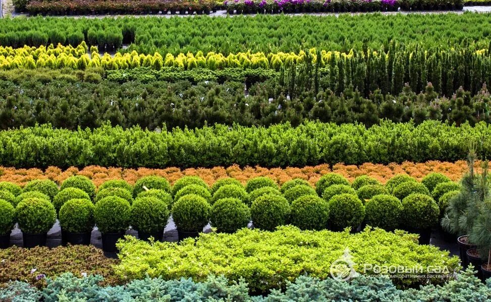 питомник декоративный сад. декоративные деревья для сада. сочинский питомник растений. розовый сад в краснодаре хутор ленина. самшит на штамбе.