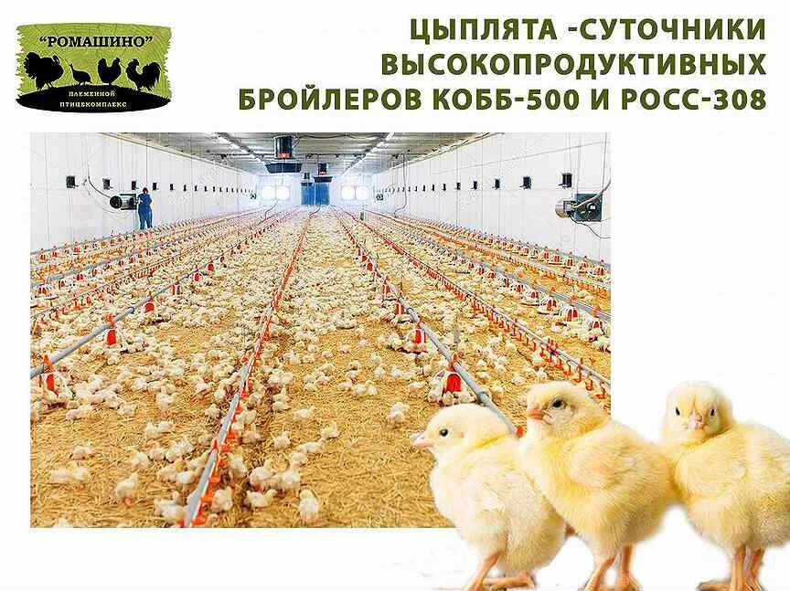 Бройлер росс 308 описание фото отзывы. Цыплята бройлеры росс 308. ross 308 бройлеры. бройлеры росс 308 суточные. бройлеры кобб 500 и росс.