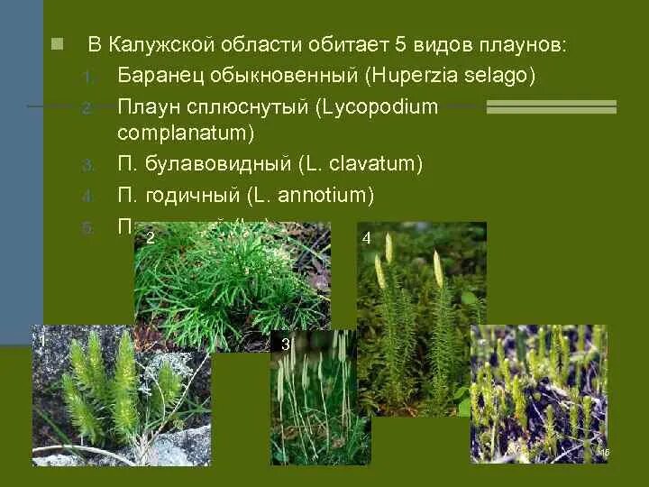 Признаки плаунов 7 класс. Плаун булавовидный среда обитания. Плауны Баранец булавовидный сплюснутый. Плаун було во Видный среда витания. Род плаун.