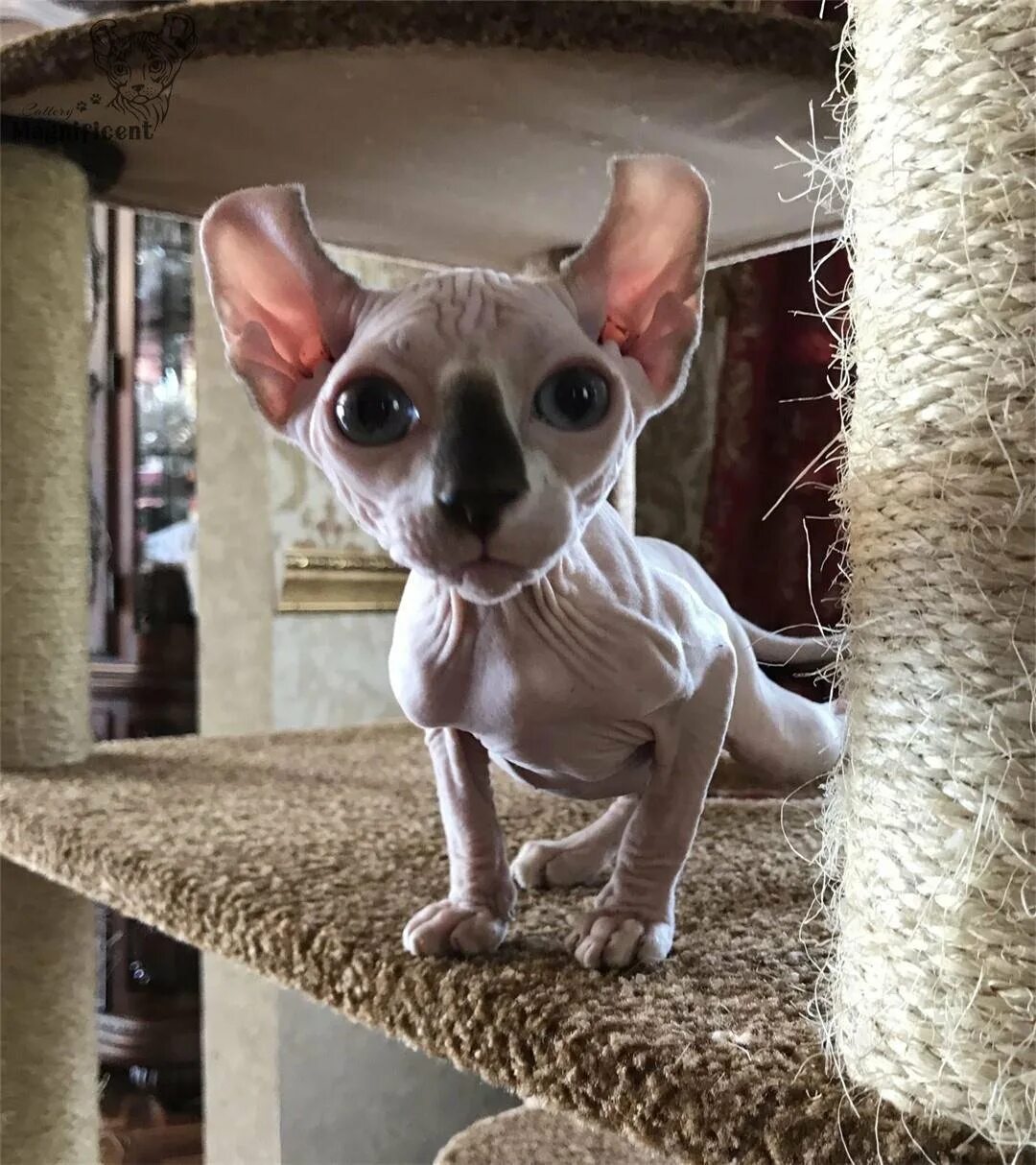 Котята эльфы