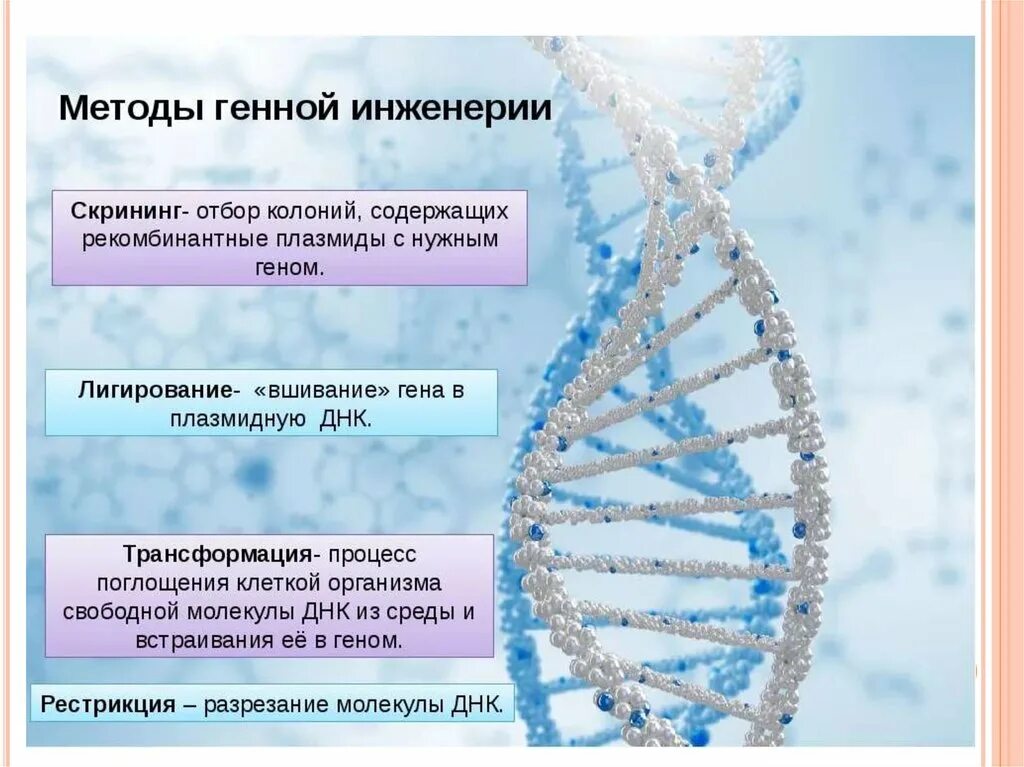 Генетически чистые линии