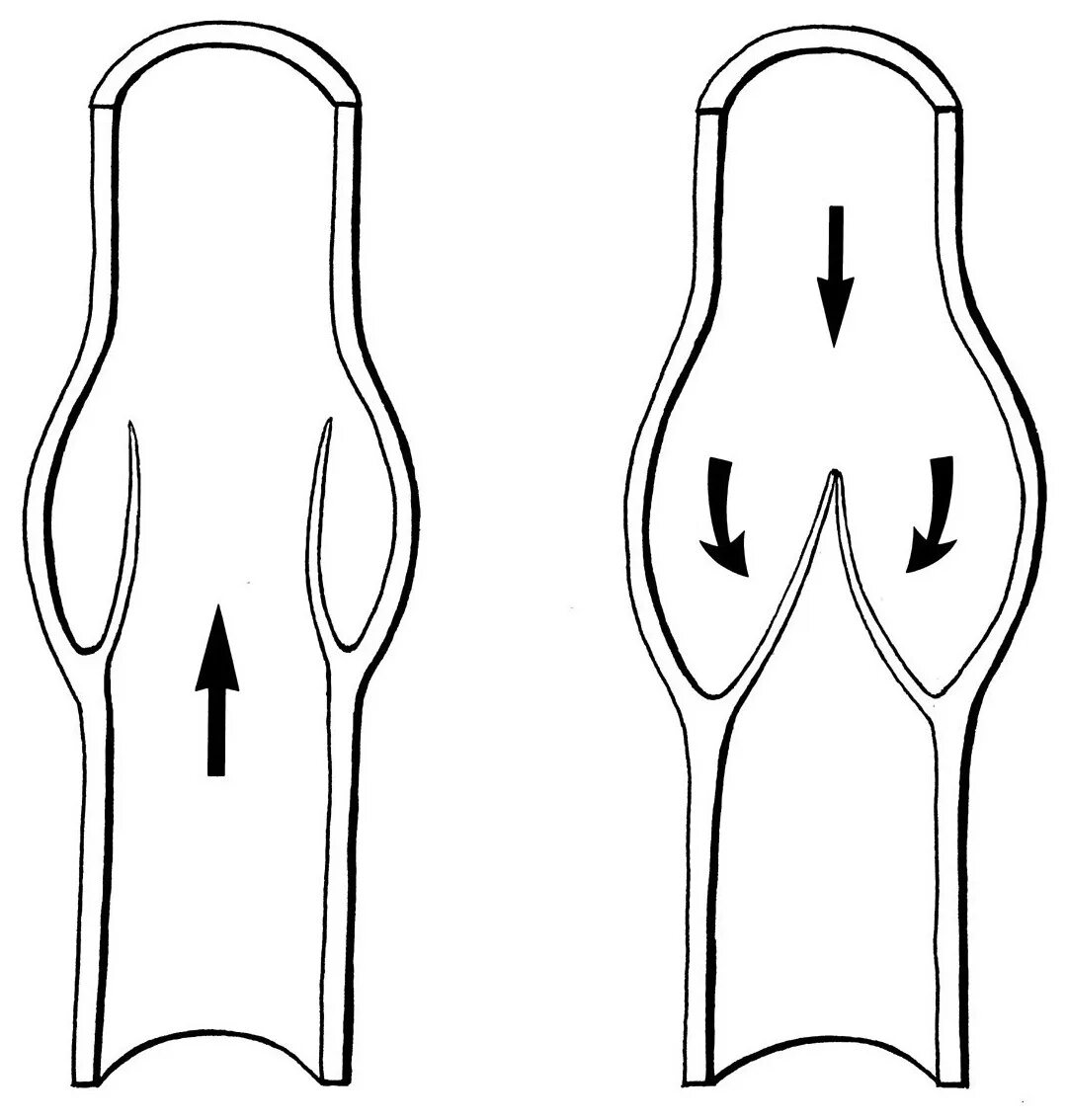 Вены ног клапаны. Венозные клапаны нижних конечностей человека. Строение вен нижних конечностей клапаны.