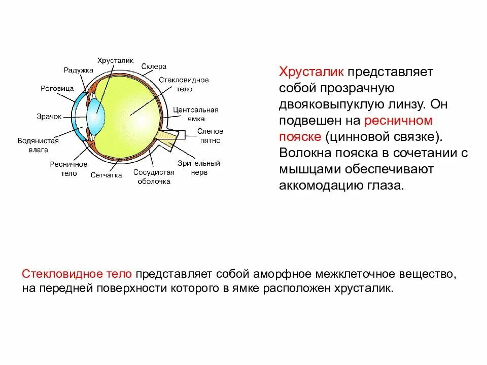 Какую форму имеет хрусталик. Строение хрусталика слои. Глаз стекловидное тело и хрусталик. Хрусталик глаза и фоторецепторы. Хрусталик представляет собой линзу.