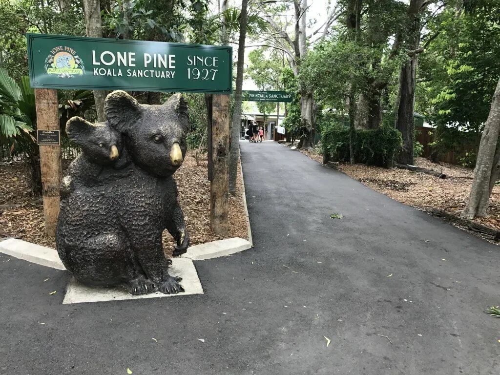 Лоун парк коала в австралии. Pine walk koala park. Pine walk koala park. Коала в заповеднике. Pine walk koala park презентация.