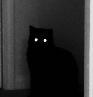 Кот призрак видео