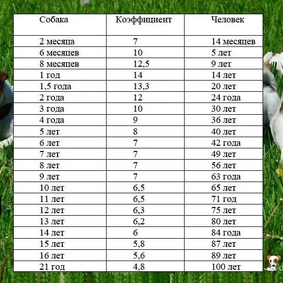 Как посчитать сколько собаке. Возраст кролика по человеческим меркам. Возраст кроликов по чел. Кроличий Возраст по человеческим меркам. Сколько лет кролику по человеческим меркам.